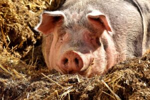 Makuch rzepakowy w żywieniu trzody – wysokobiałkowa, tania i energetyczna pasza